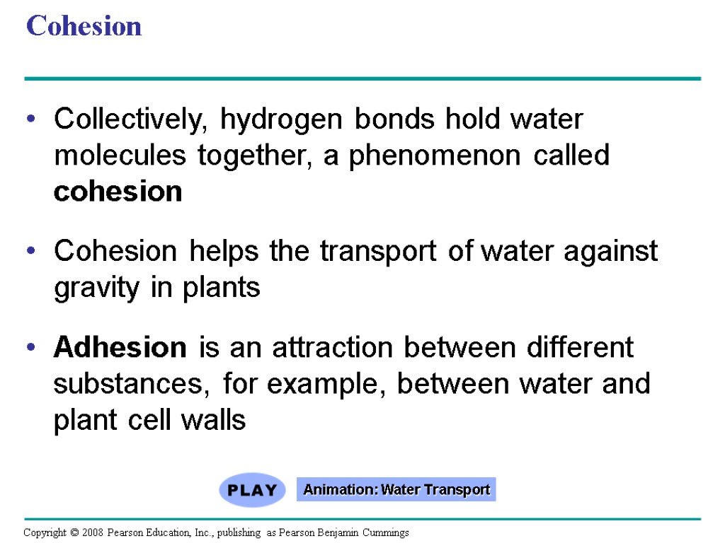 Cohesion Collectively, hydrogen bonds hold water molecules together, a phenomenon called cohesion Cohesion helps